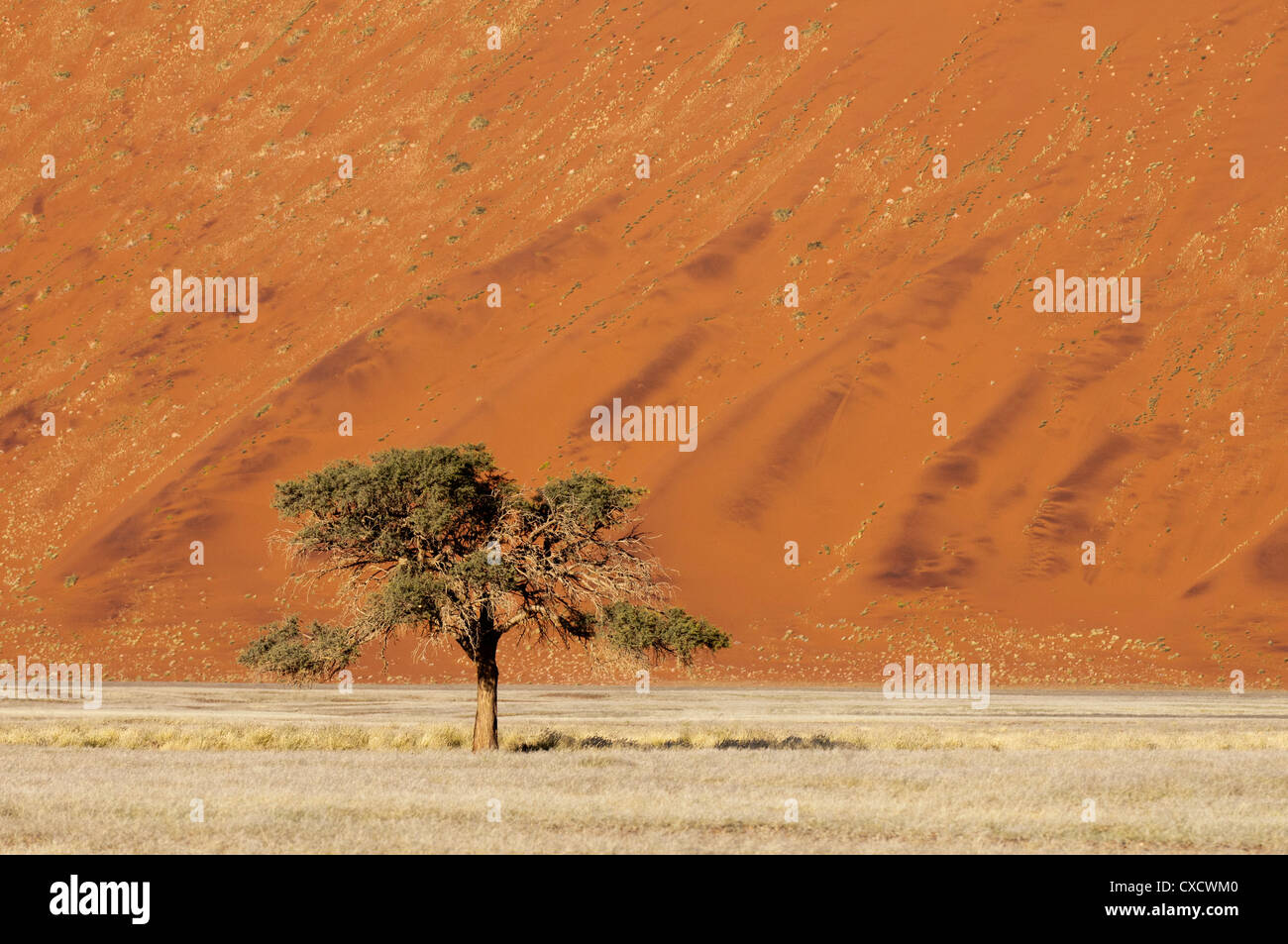 Sanddüne, Sossusvlei, Namib-Naukluft-Park, Namib-Wüste, Namibia, Afrika Stockfoto