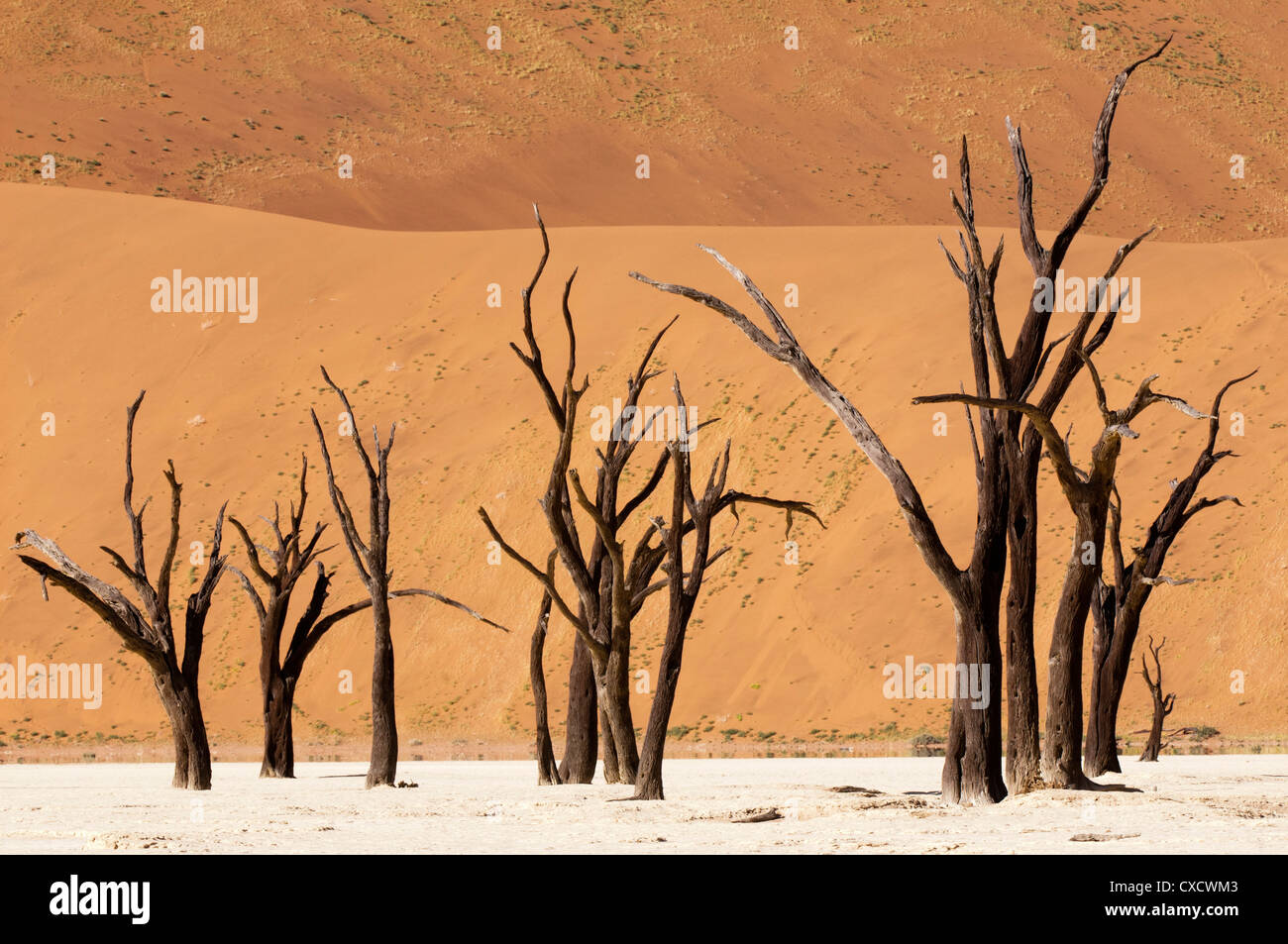 Tote Bäume, Deadvlei, Sossusvlei, Namib-Naukluft-Park, Namib-Wüste, Namibia, Afrika Stockfoto