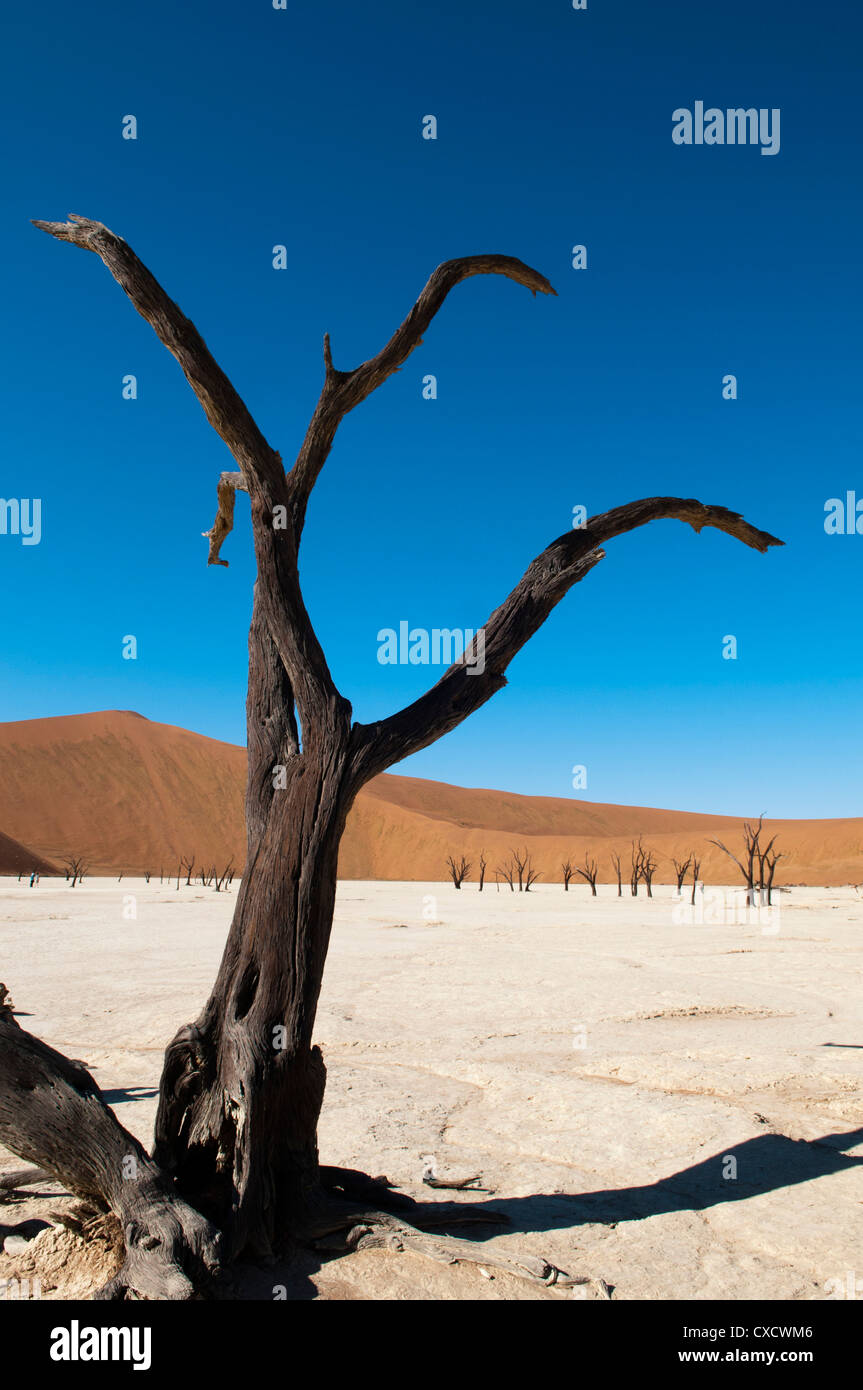 Tote Bäume, Deadvlei, Sossusvlei, Namib-Naukluft-Park, Namib-Wüste, Namibia, Afrika Stockfoto