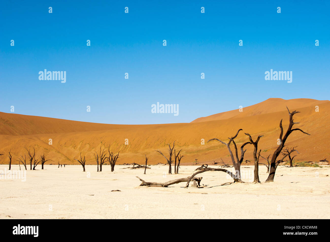 Tote Bäume, Deadvlei, Sossusvlei, Namib-Naukluft-Park, Namib-Wüste, Namibia, Afrika Stockfoto