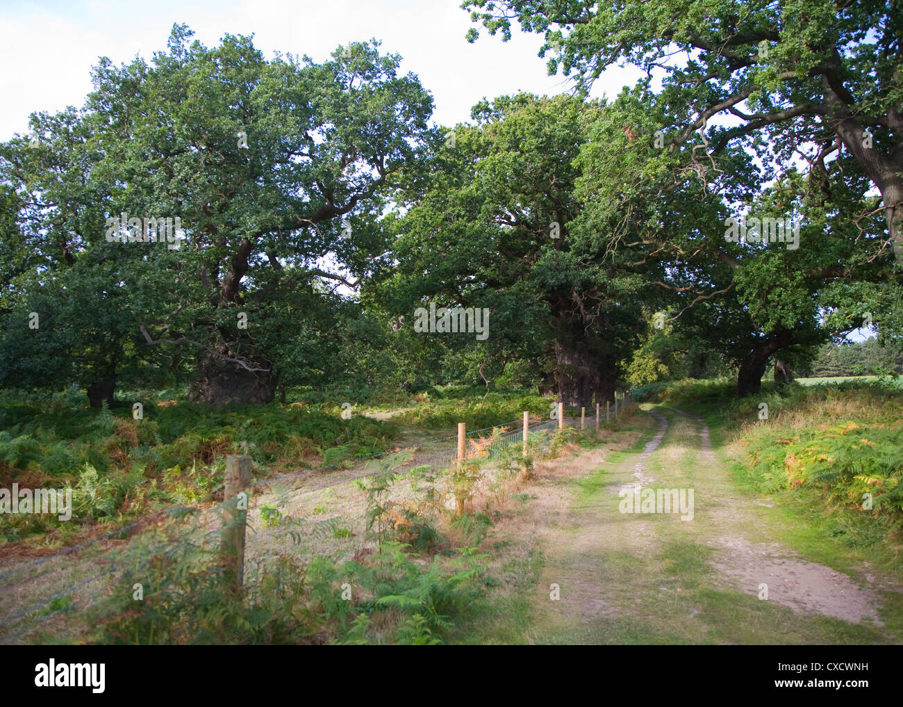 Alten breites Blatt Eiche Wald der breiten Staverton Wald, Suffolk, England Stockfoto