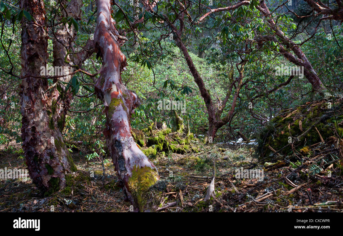 Rhododendron-Baum, Rhododendron Arboreum, Nepal Stockfoto