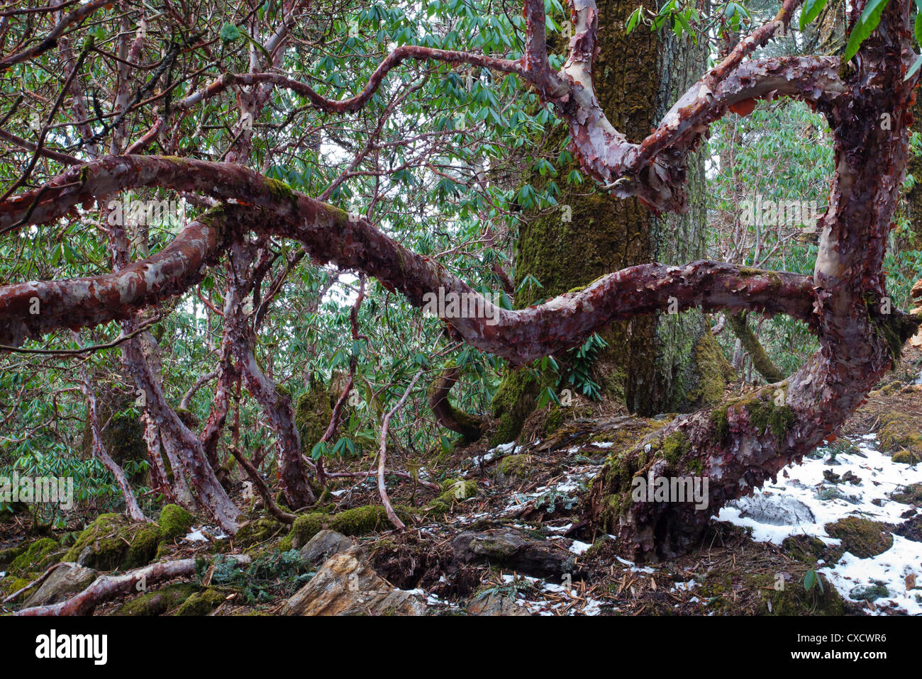 Rhododendron-Baum, Rhododendron Arboreum, Nepal Stockfoto
