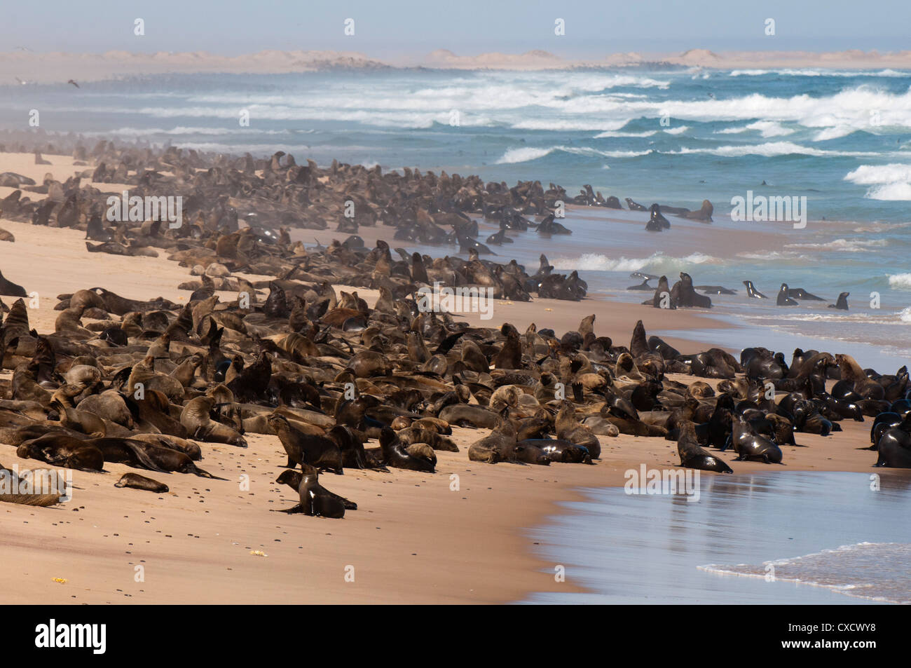 Kap-Seebär (Arctocephalus Pusilus), Skeleton Coast Nationalpark, Namibia, Afrika Stockfoto