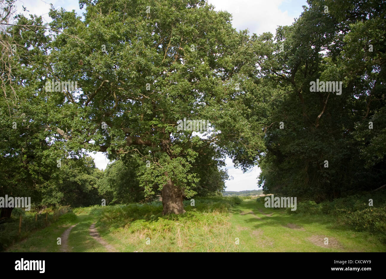 Alten breites Blatt Eiche Wald der breiten Staverton Wald, Suffolk, England Stockfoto