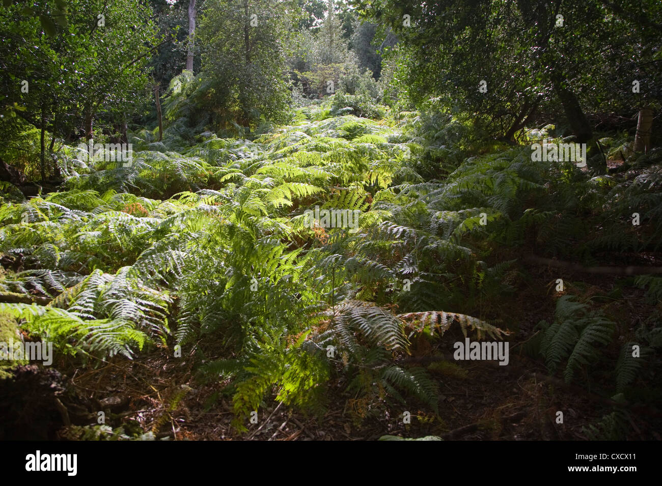 Alten breites Blatt Eiche Wald der breiten Staverton Wald, Suffolk, England Stockfoto