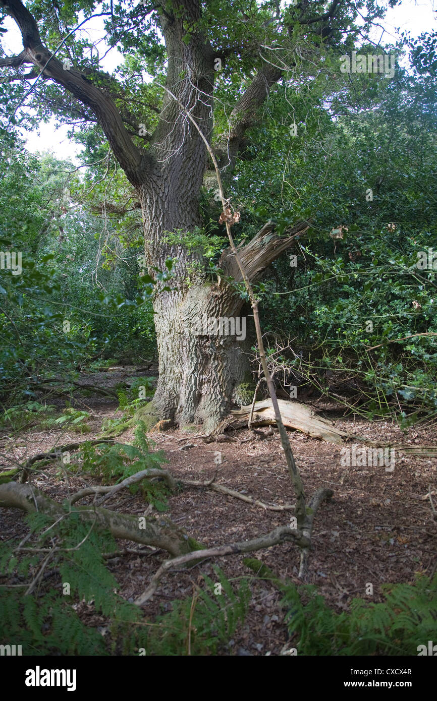 Alten breites Blatt Eiche Wald der breiten Staverton Wald, Suffolk, England Stockfoto