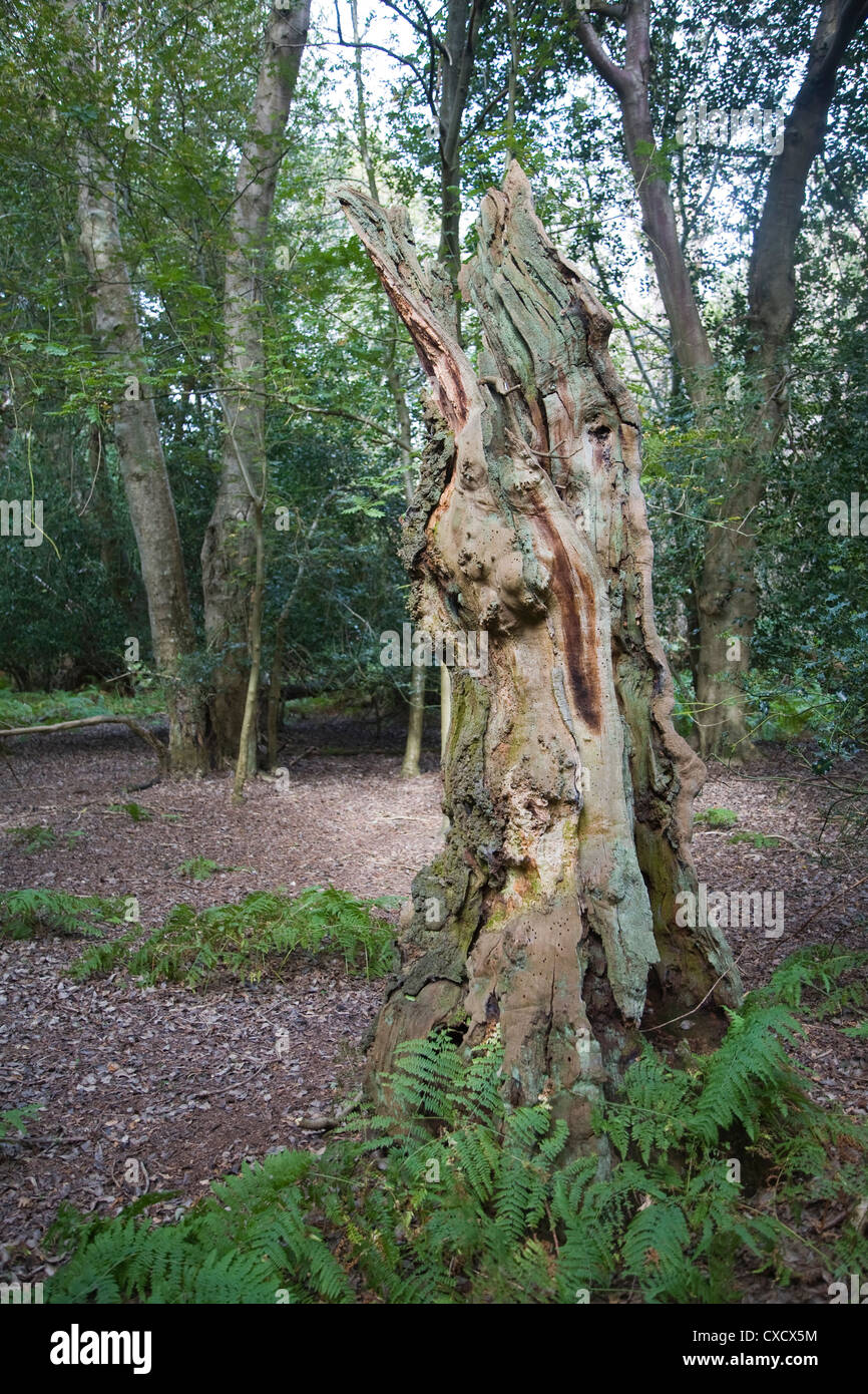 Alten breites Blatt Eiche Wald der breiten Staverton Wald, Suffolk, England Stockfoto