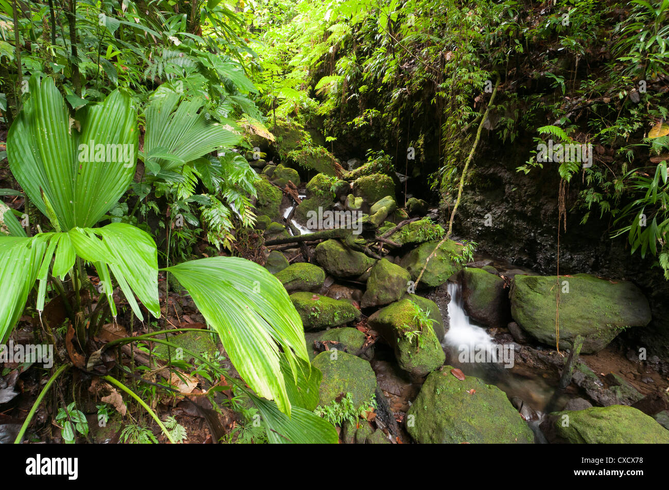 Morne Trois Pitons National Park, UNESCO World Heritage Site, Dominica, West Indies, Karibik, Mittelamerika Stockfoto