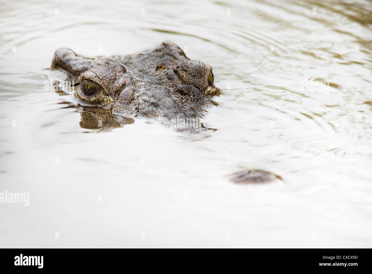 Nil-Krokodil (Crocodylus Niloticus), Krüger Nationalpark, Südafrika, Afrika Stockfoto