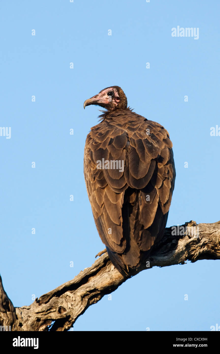 Mit Kapuze Geier (Necrosyrtes Monachus), Krüger Nationalpark, Südafrika, Afrika Stockfoto