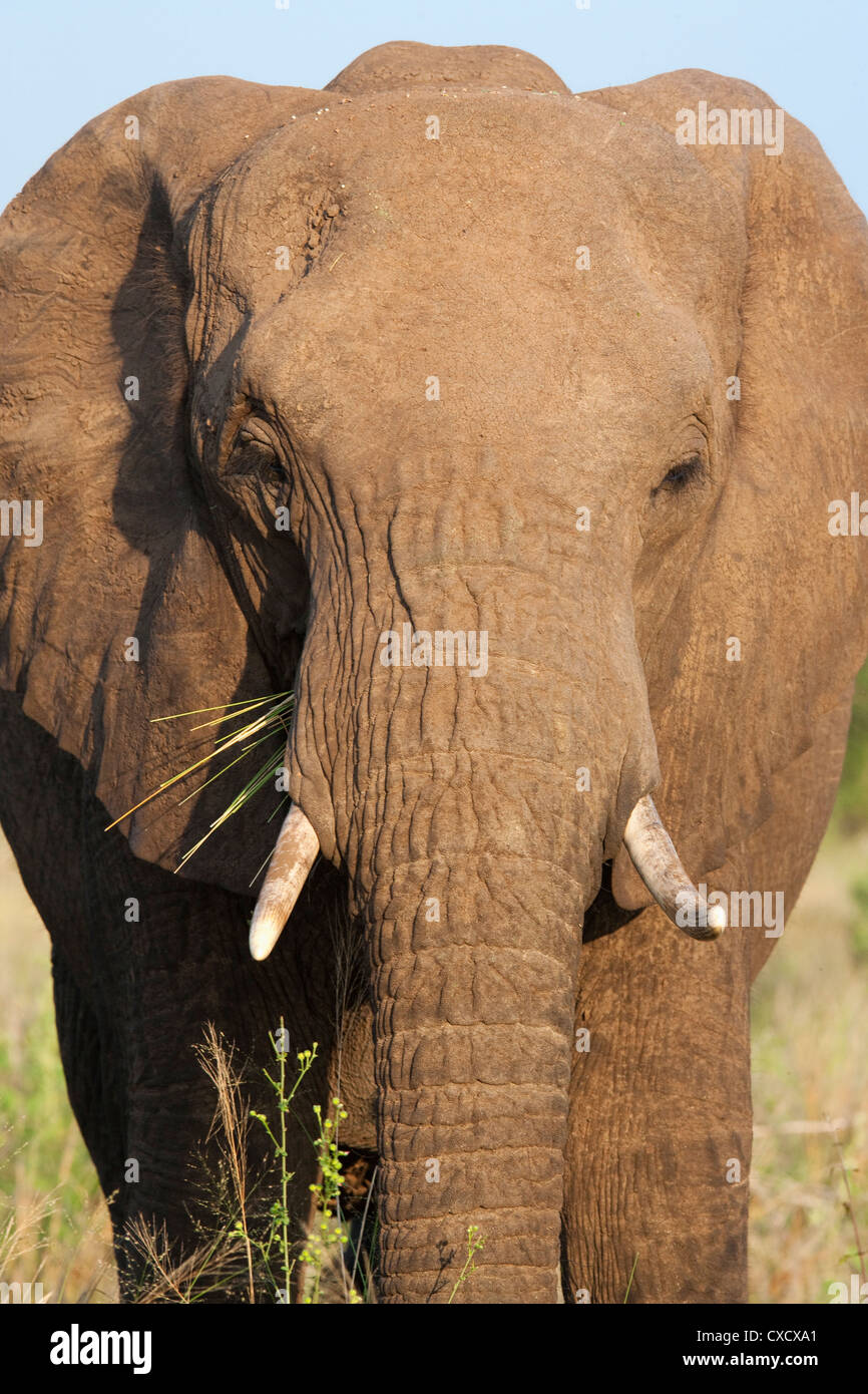 Afrikanischer Elefant (Loxodonta Africana), Krüger Nationalpark, Südafrika, Afrika Stockfoto