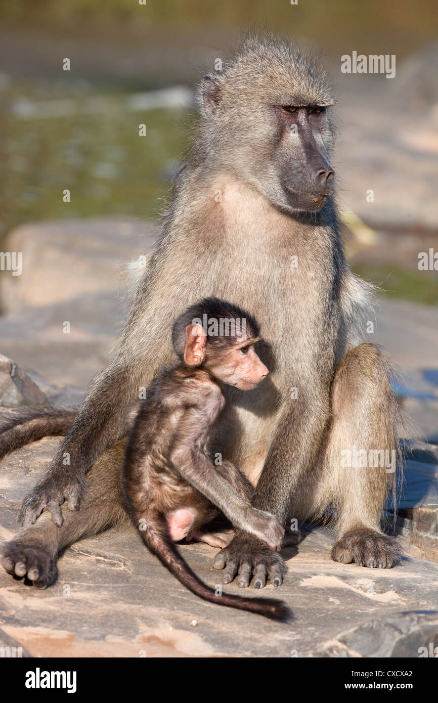 Chacma Pavian (Papio Cynocephalus Ursinus), mit Baby, Krüger Nationalpark, Südafrika, Afrika Stockfoto