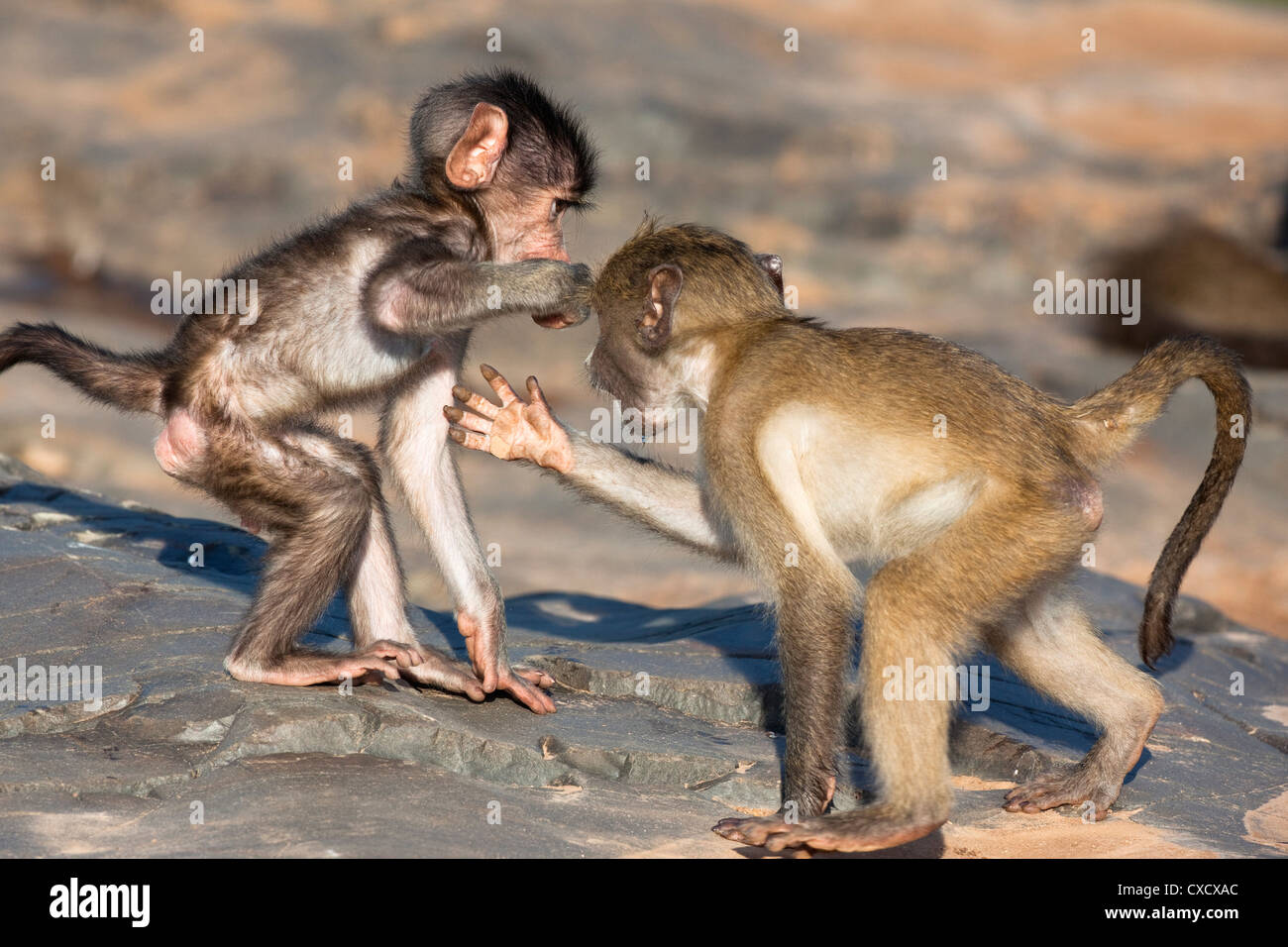 Baby Chacma Paviane (Papio Cynocephalus Ursinus), Playfighting, Krüger Nationalpark, Südafrika, Afrika Stockfoto
