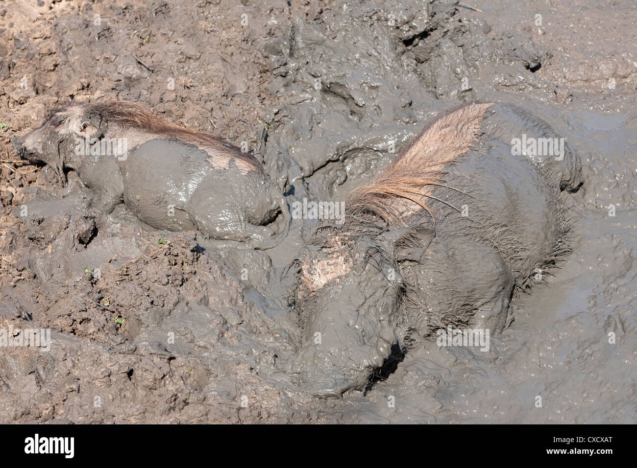 Warzenschwein (Phacochoerus Aethiopicus) schwelgen, Mkhuze Wildreservat, Südafrika, Afrika Stockfoto