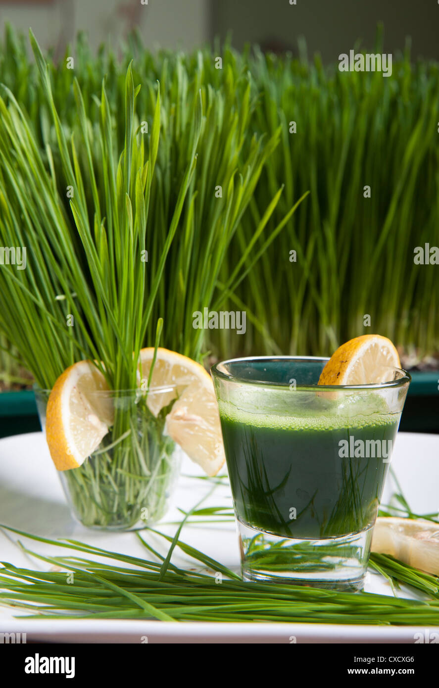 Weizengras Sprossen und Weizengras trinken Stockfoto