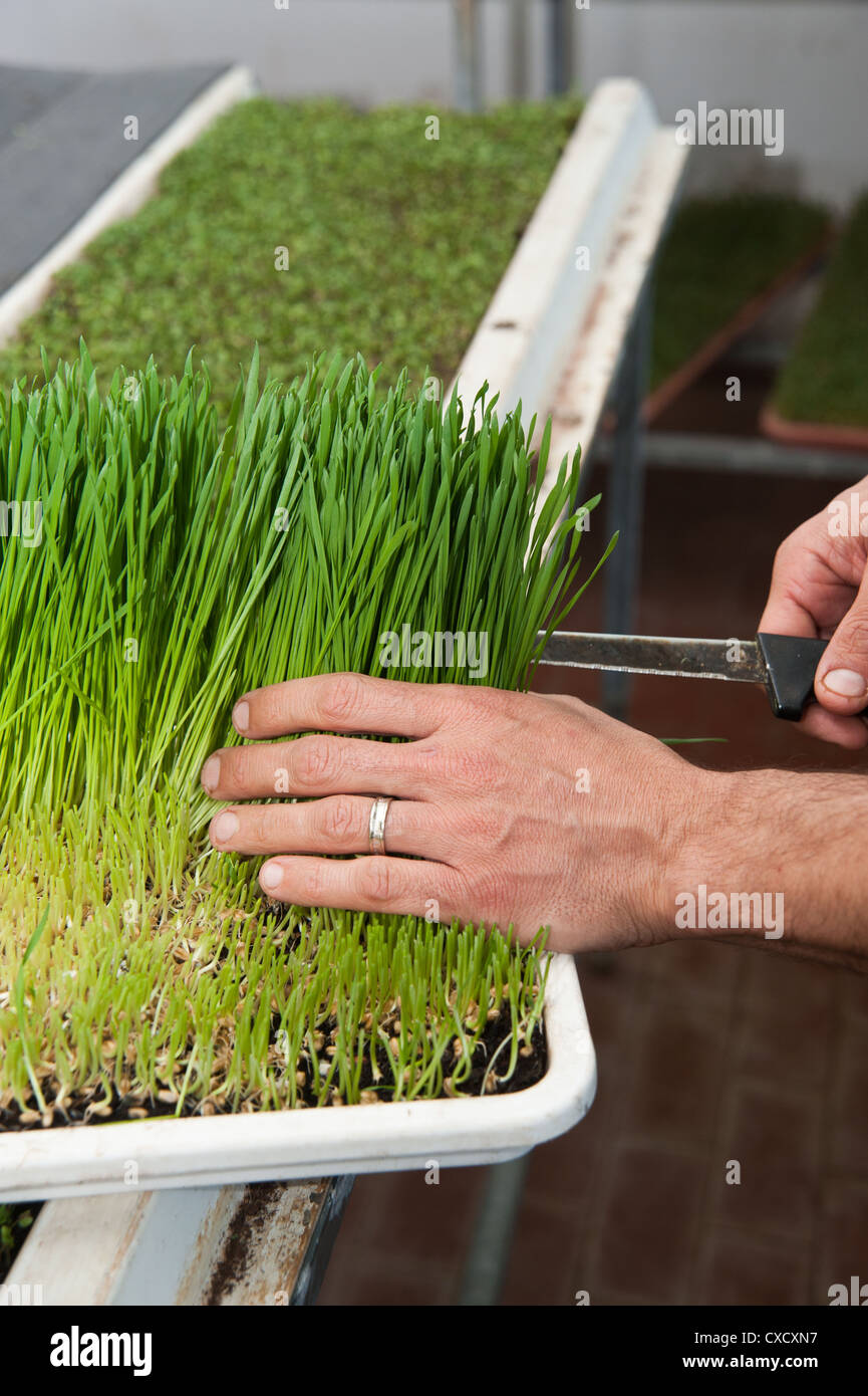 Ernte Weizen Grass Sprossen auf einem Bio-Bauernhof Stockfoto