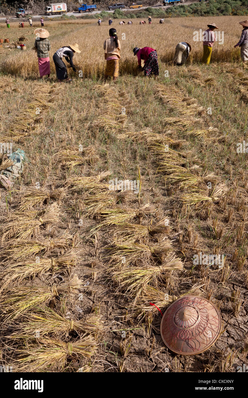Myanmar, Burma, in der Nähe von Kalaw. Burmesische Ernte Reis von Hand. Stockfoto