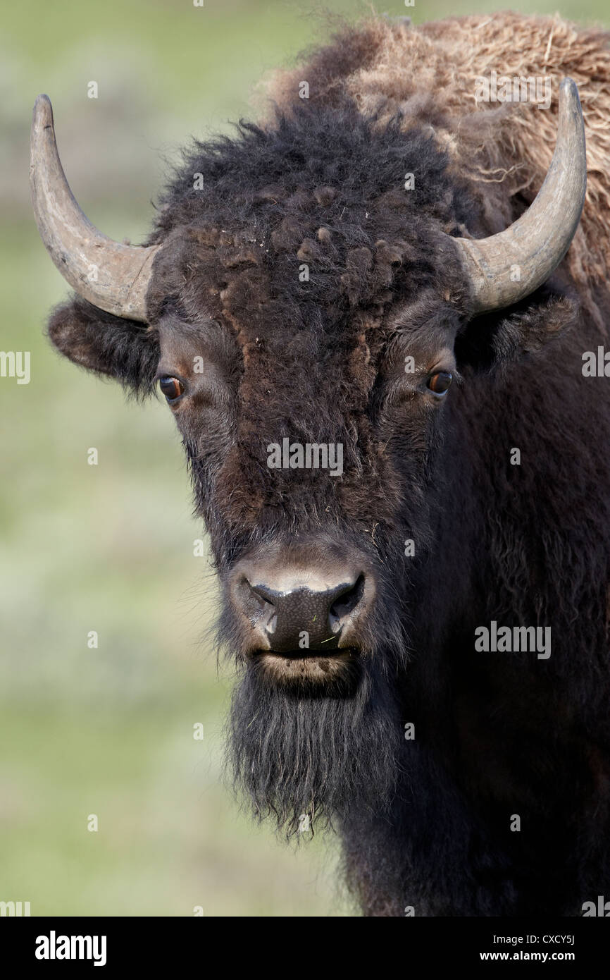 Junge Bisons (Bison Bison), Yellowstone-Nationalpark, Wyoming, Vereinigte Staaten von Amerika, Nordamerika Stockfoto