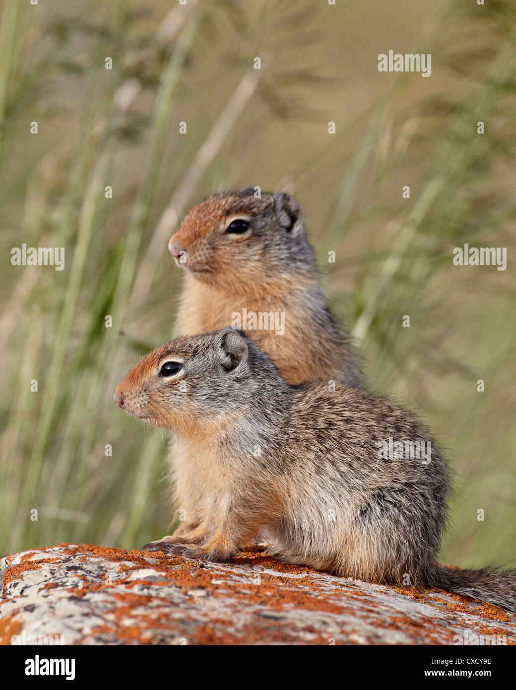 Zwei junge kolumbianische Ziesel (Citellus Columbianus), Waterton Lakes National Park, Alberta, Kanada, Nordamerika Stockfoto