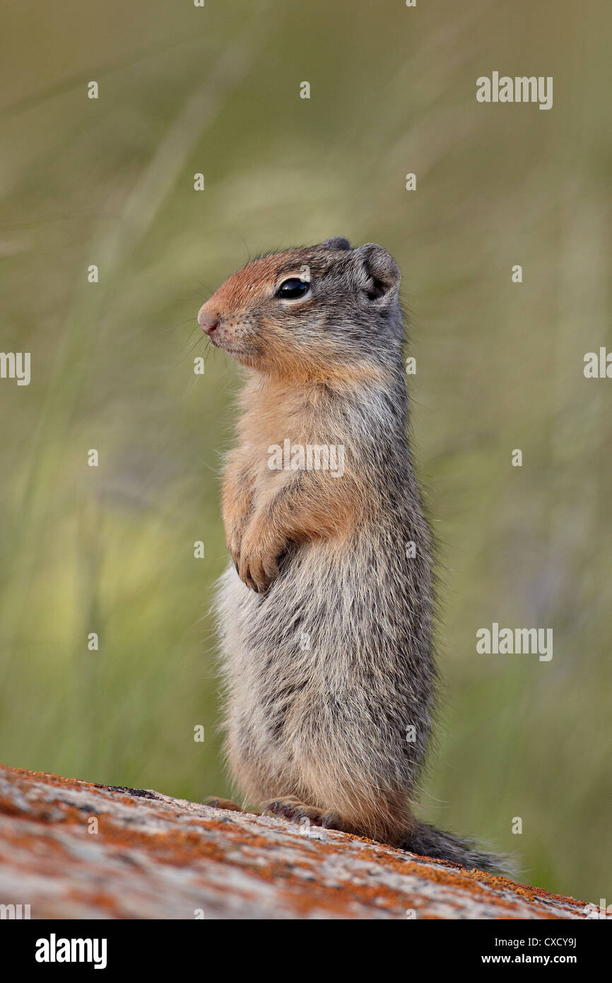 Jungen kolumbianischen Ziesel (Citellus Columbianus), Waterton Lakes National Park, Alberta, Kanada, Nordamerika Stockfoto
