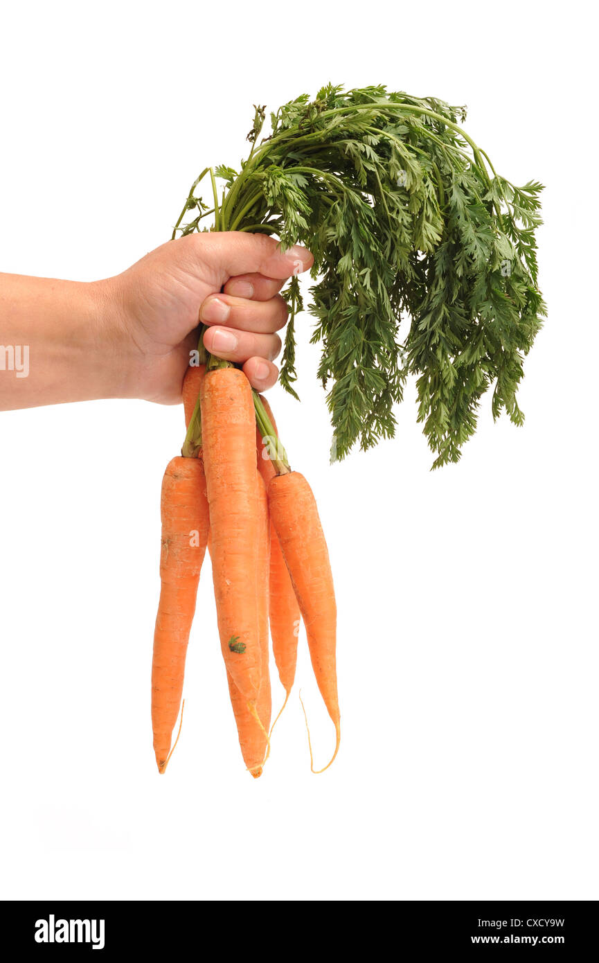 menschliche Hand halten Karotten isoliert auf weißem Hintergrund Stockfoto