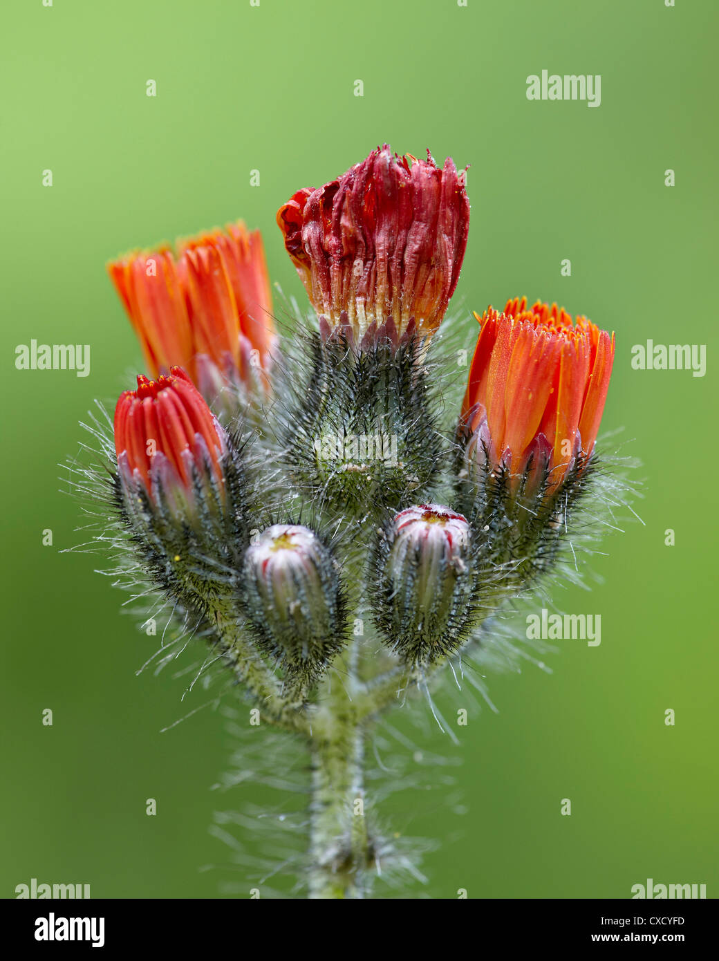 Orange Habichtskraut Panhandle National Forests Stockfoto