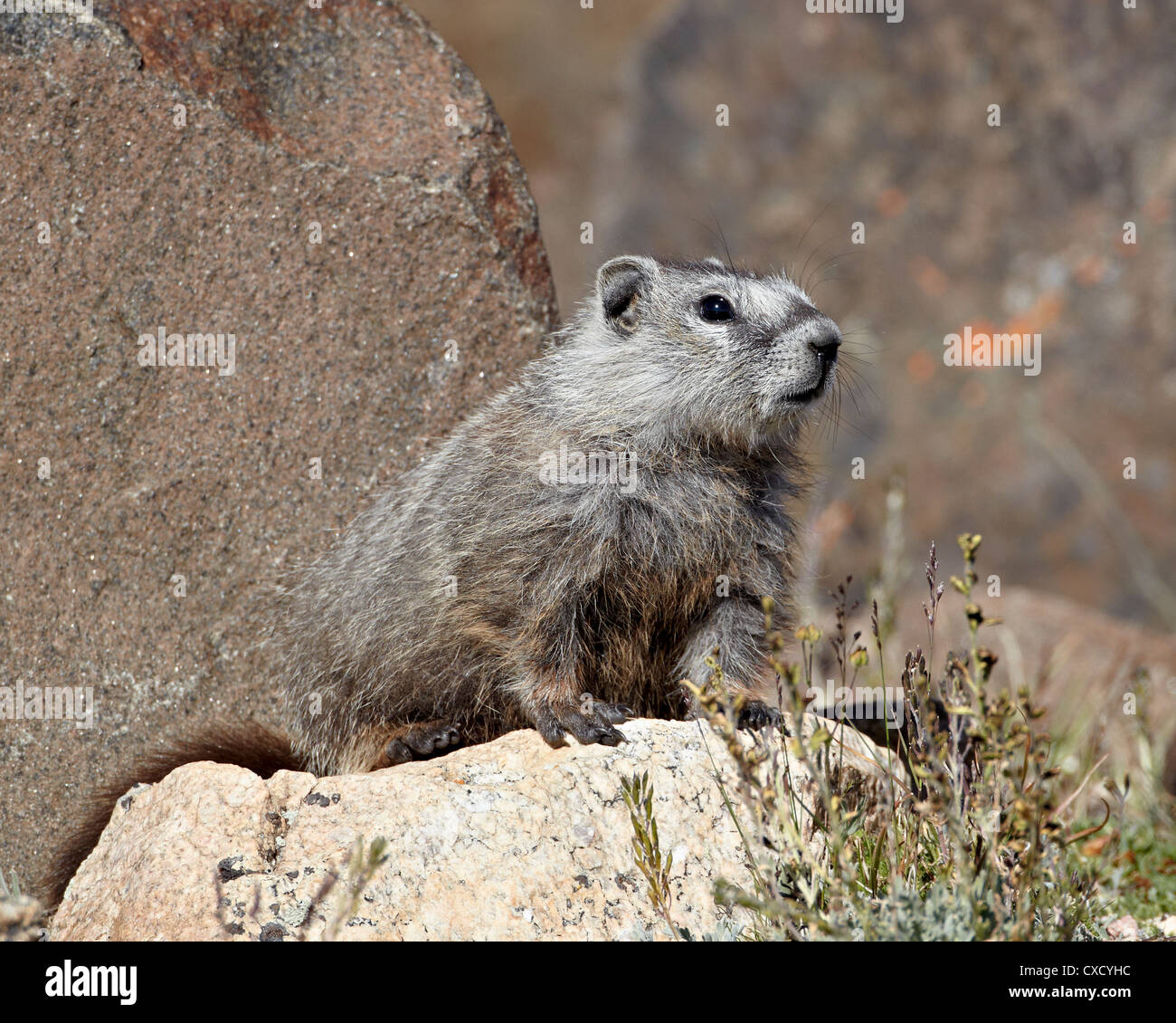 Junge grau Bauche Murmeltier (Angsthase Murmeltier) (Marmota Flaviventris), Shoshone National Forest, Wyoming Stockfoto