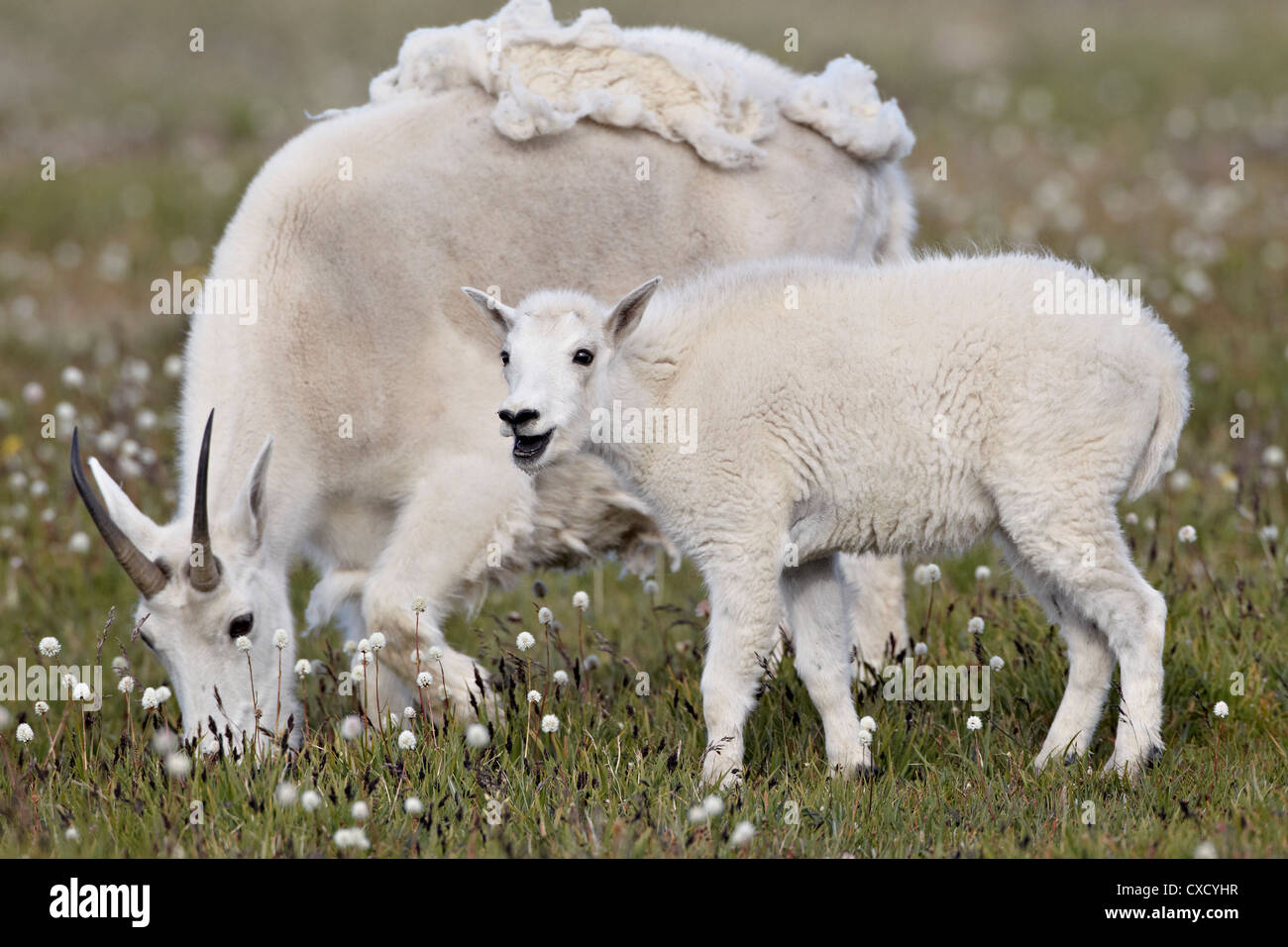 Bergziege (Oreamnos Americanus) Kindermädchen und Kind im Frühjahr, Shoshone National Forest, Wyoming, Vereinigte Staaten von Amerika Stockfoto