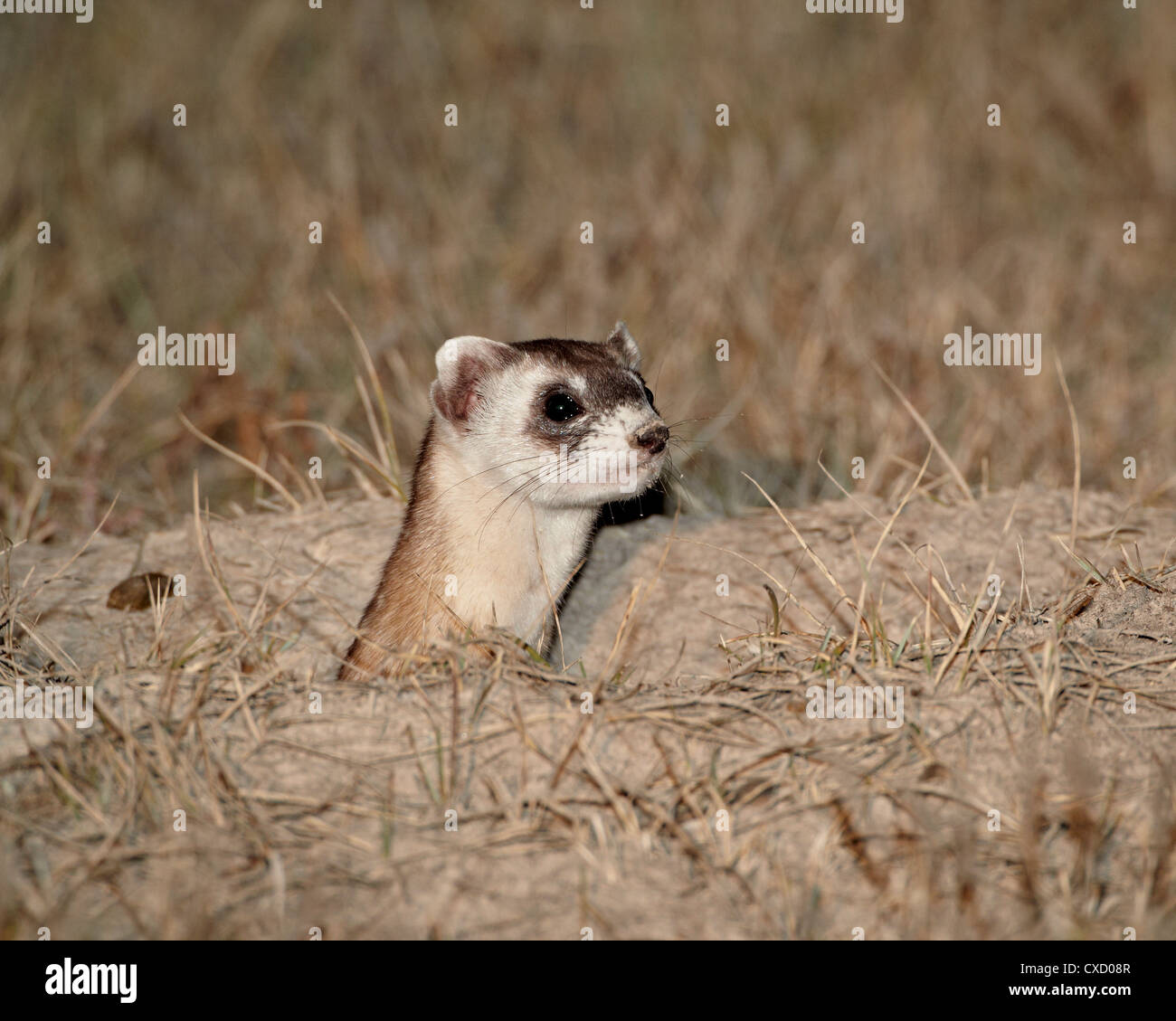 Schwarz – Footed Ferret (American Iltis) (Mustela Nigripes), Buffalo Gap National Grassland, Conata Becken, South Dakota Stockfoto