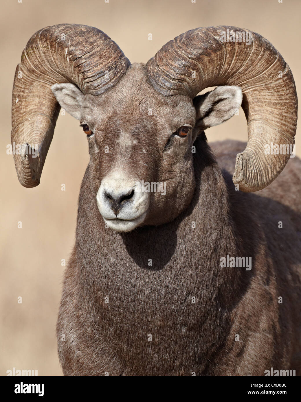 Dickhornschaf (Ovis Canadensis) ram, Clear Creek County, Colorado, Vereinigte Staaten von Amerika, Nordamerika Stockfoto