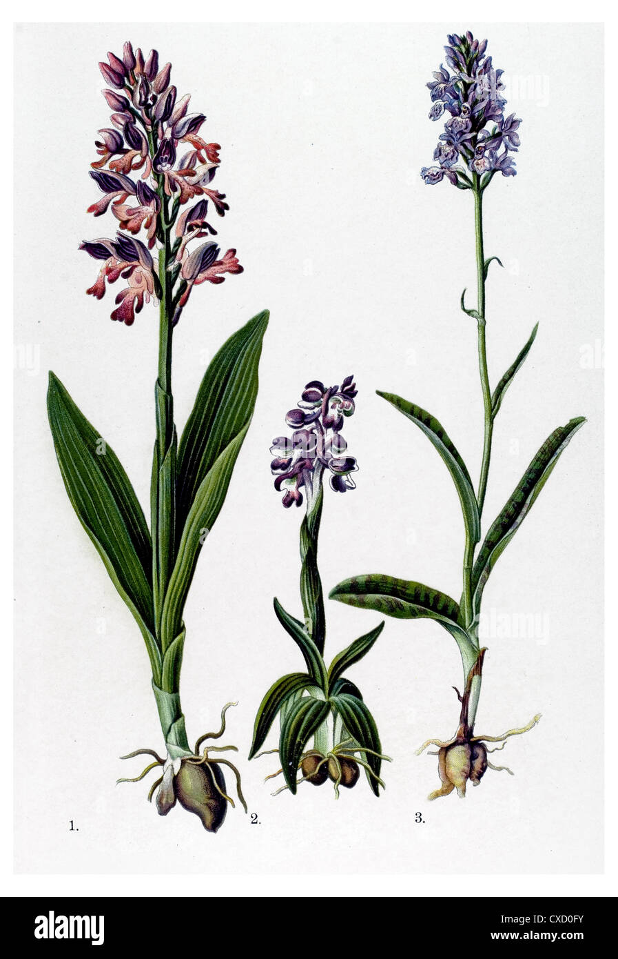 Orchis Rivini Gouan Stockfoto