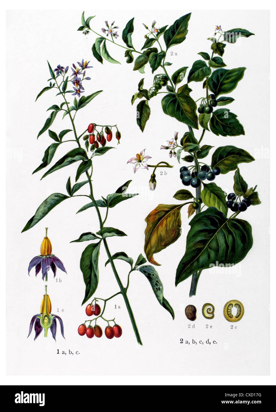 Solanum dulcamara Stockfoto