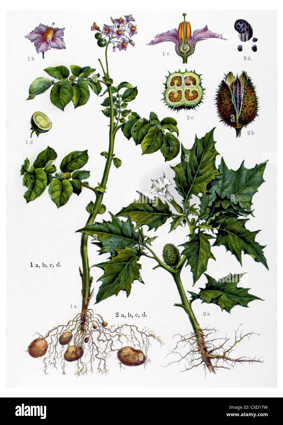 Solanum tuberosum Stockfoto