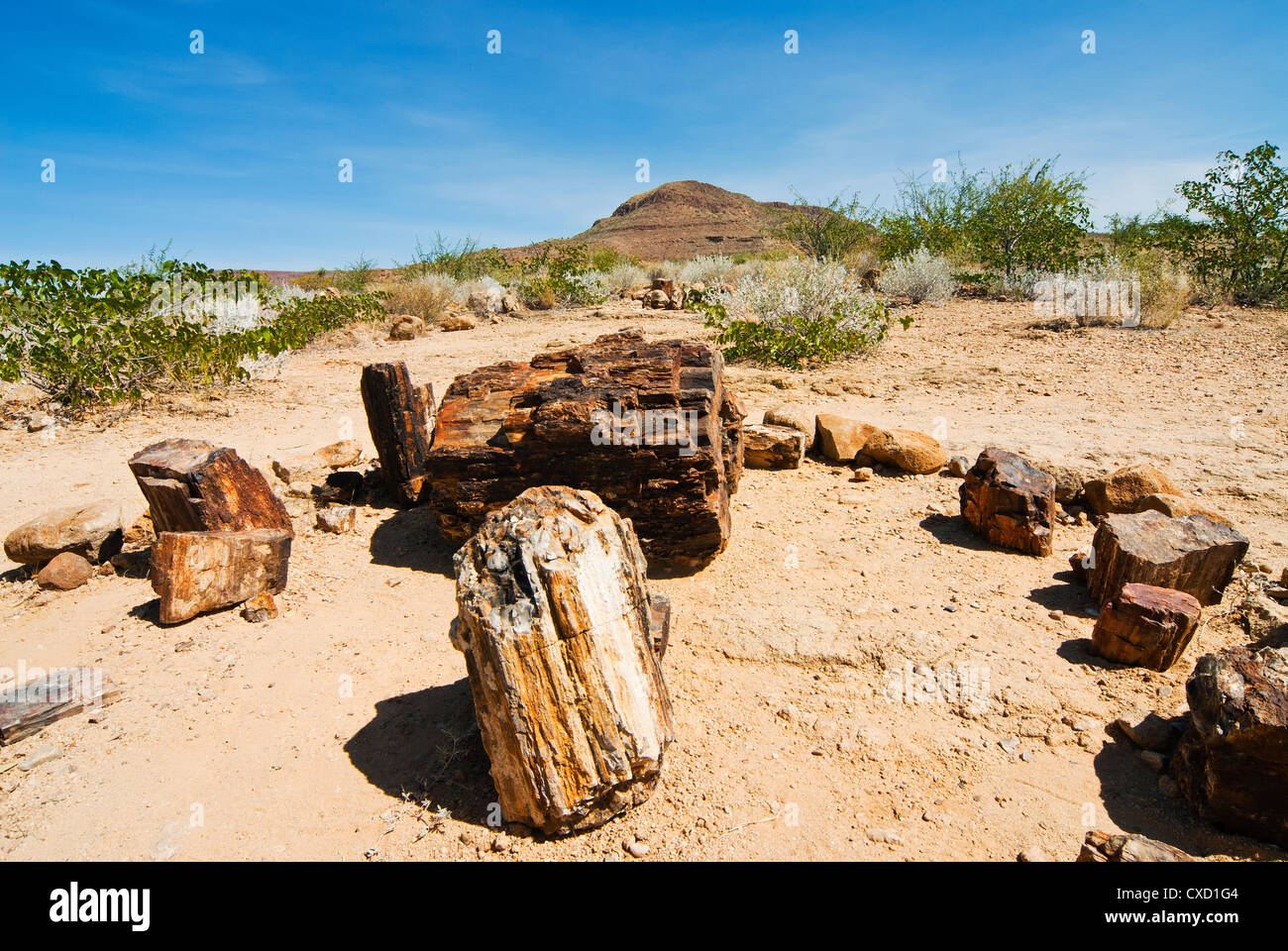 Versteinerter Wald versteinerte Baumstämme, Damaraland, Kunene-Region, Namibia, Afrika Stockfoto