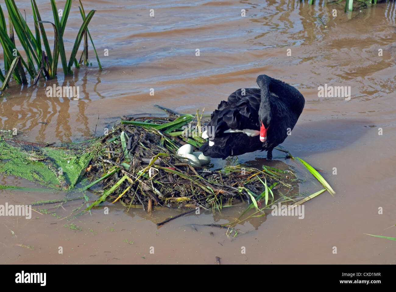 Schwarze Schwäne schwarzer Schwan Nest Eiern Überschwemmungen Cygnus olor Fluss Exe Exeter Devon Stockfoto