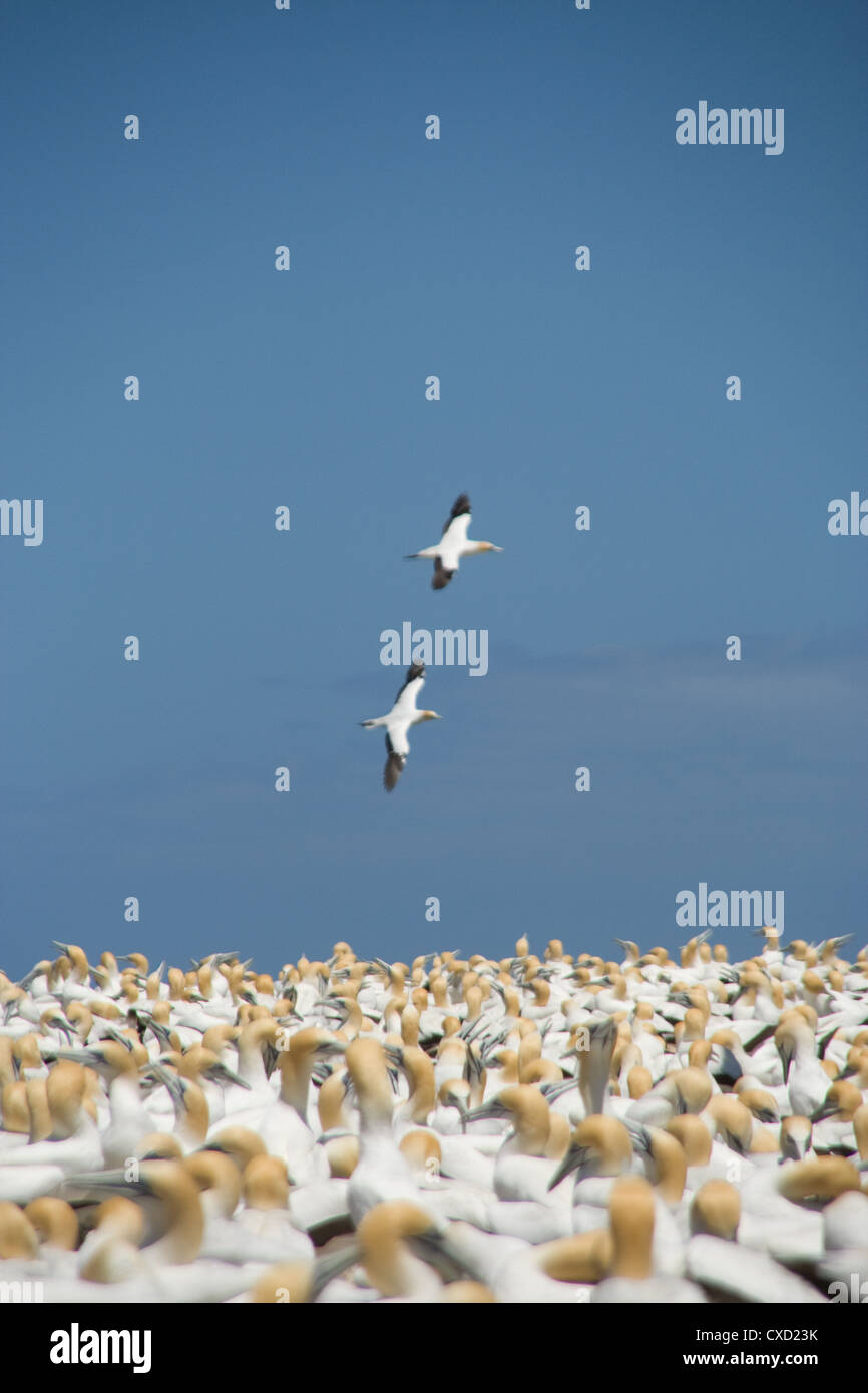 Paar Tölpel auf der Flucht, Hawkes Bay Neuseeland Stockfoto