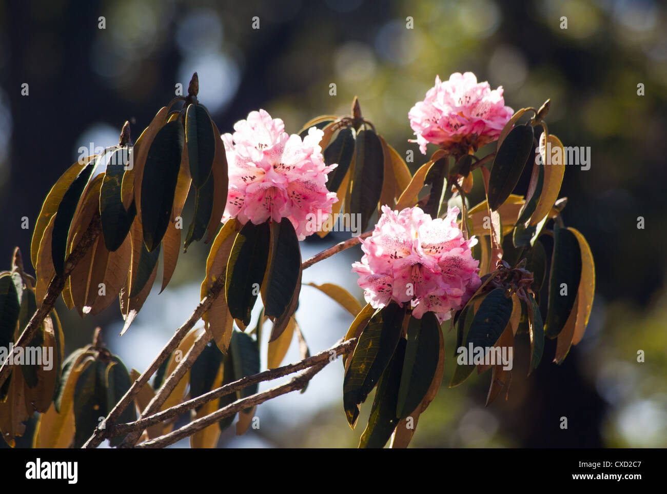 Schöne rosa Rhododendron Baum, Rhododendron Arboreum, Helambu Region, Nepal Stockfoto