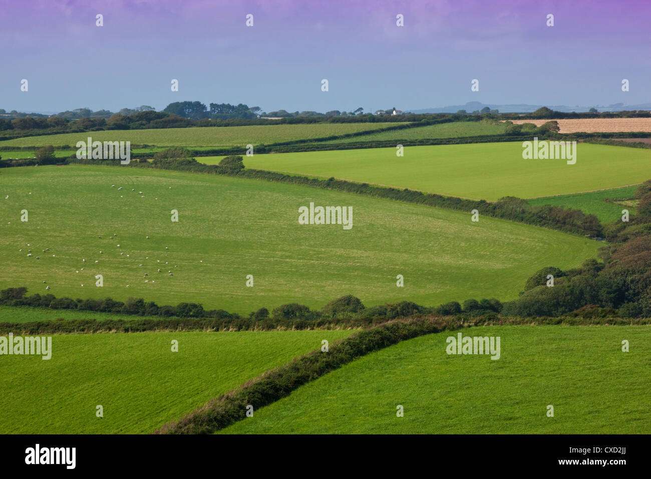 Grüngürtel-Land auf dem Lande, Bigbury, Devon, South Hams, England, Vereinigtes Königreich Stockfoto