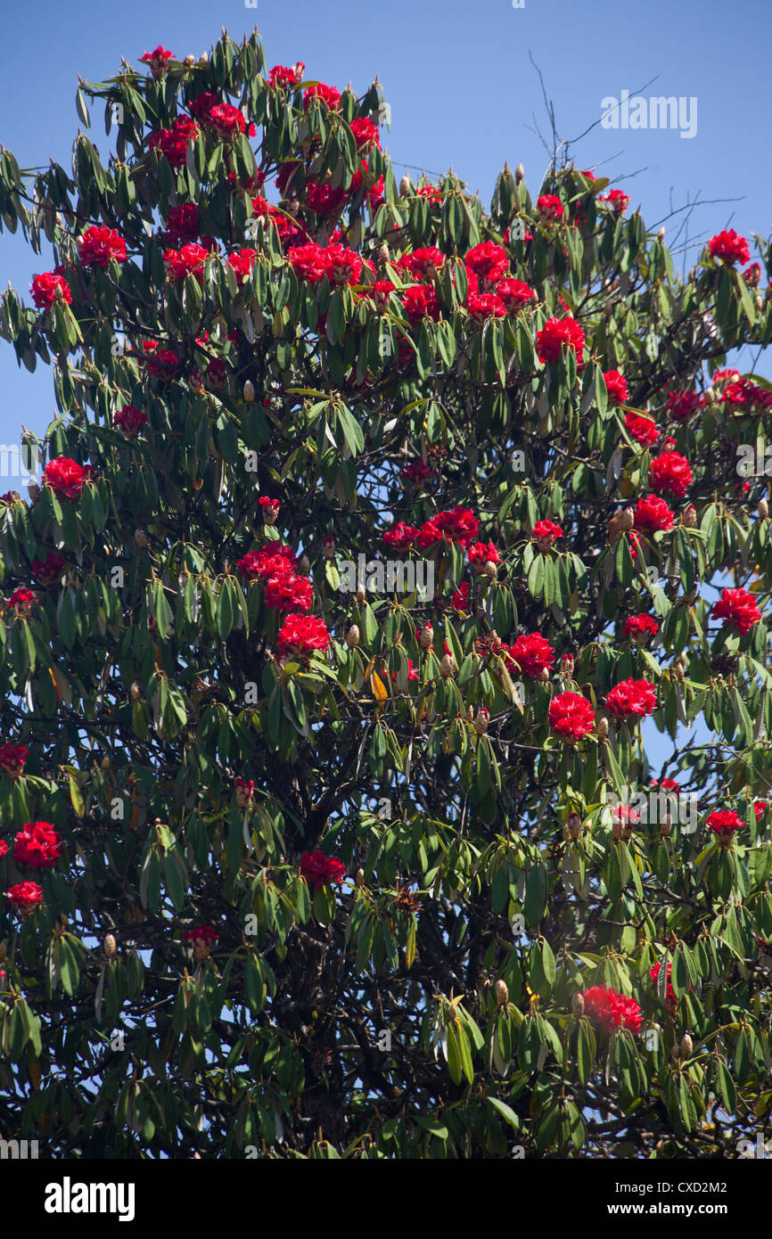 Schöne rote Rhododendron Baum, Rhododendron Arboreum, Nepal Stockfoto