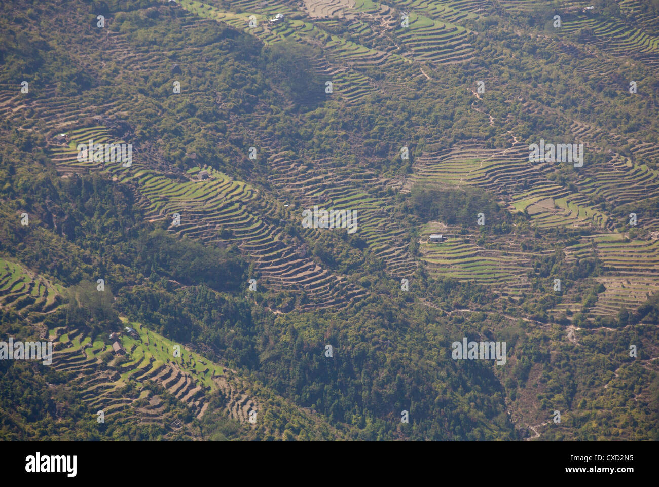 Terrassenförmig angelegten Landwirtschaft auf den Ausläufern des Himalaya, Helambu Region, Nepal Stockfoto