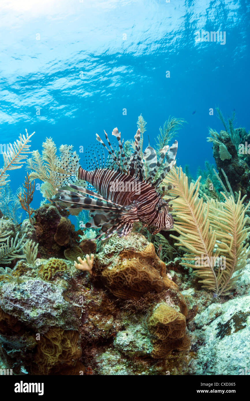 roten Rotfeuerfisch (Pterois Volitans) am Korallenriff Stockfoto