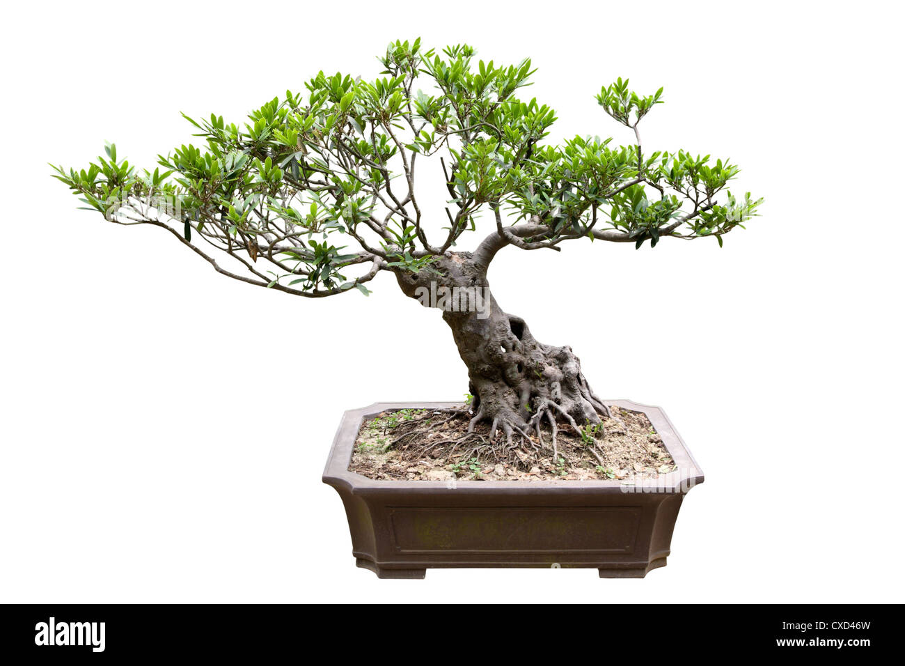 traditionelle Bonsai-Baum Stockfoto