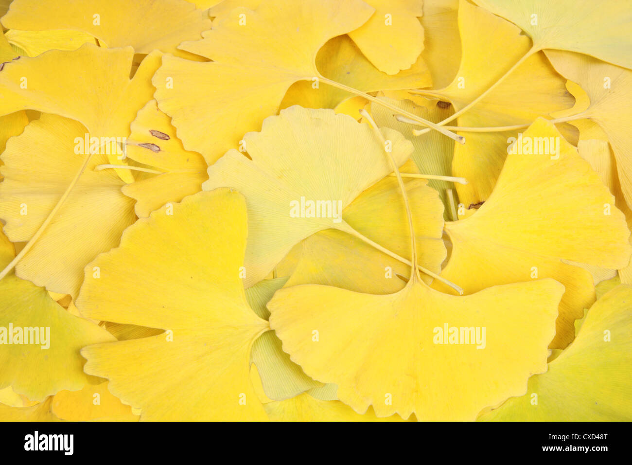 gelbe Ginkgo Biloba Blätter Stockfoto