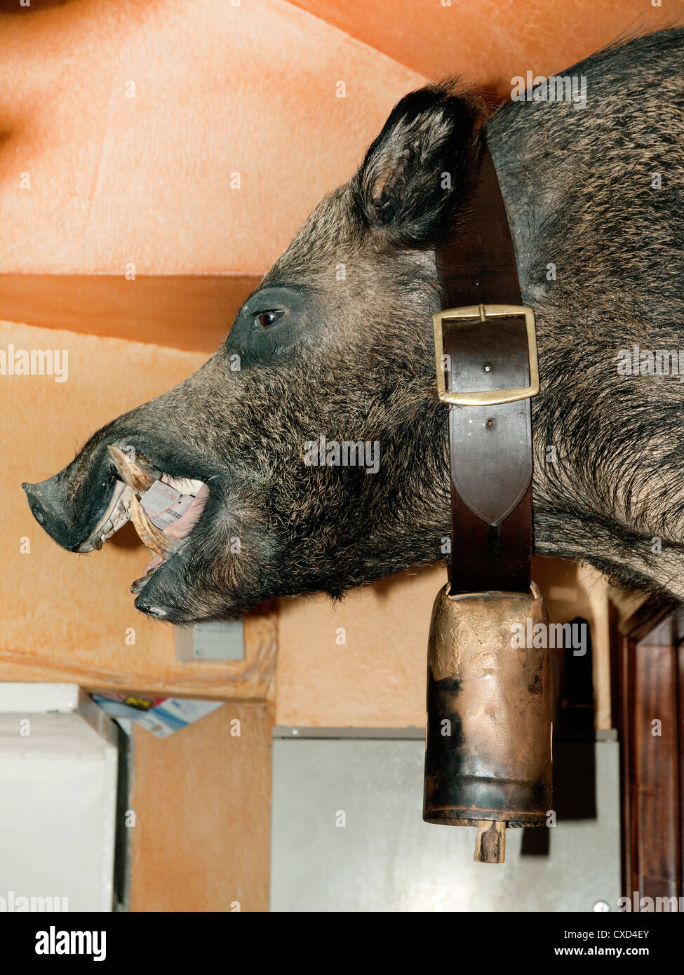 Der ausgestopfte Kopf des Wildschweins, an einer Wand Restaurant in Andalusien, Spanien. Stockfoto