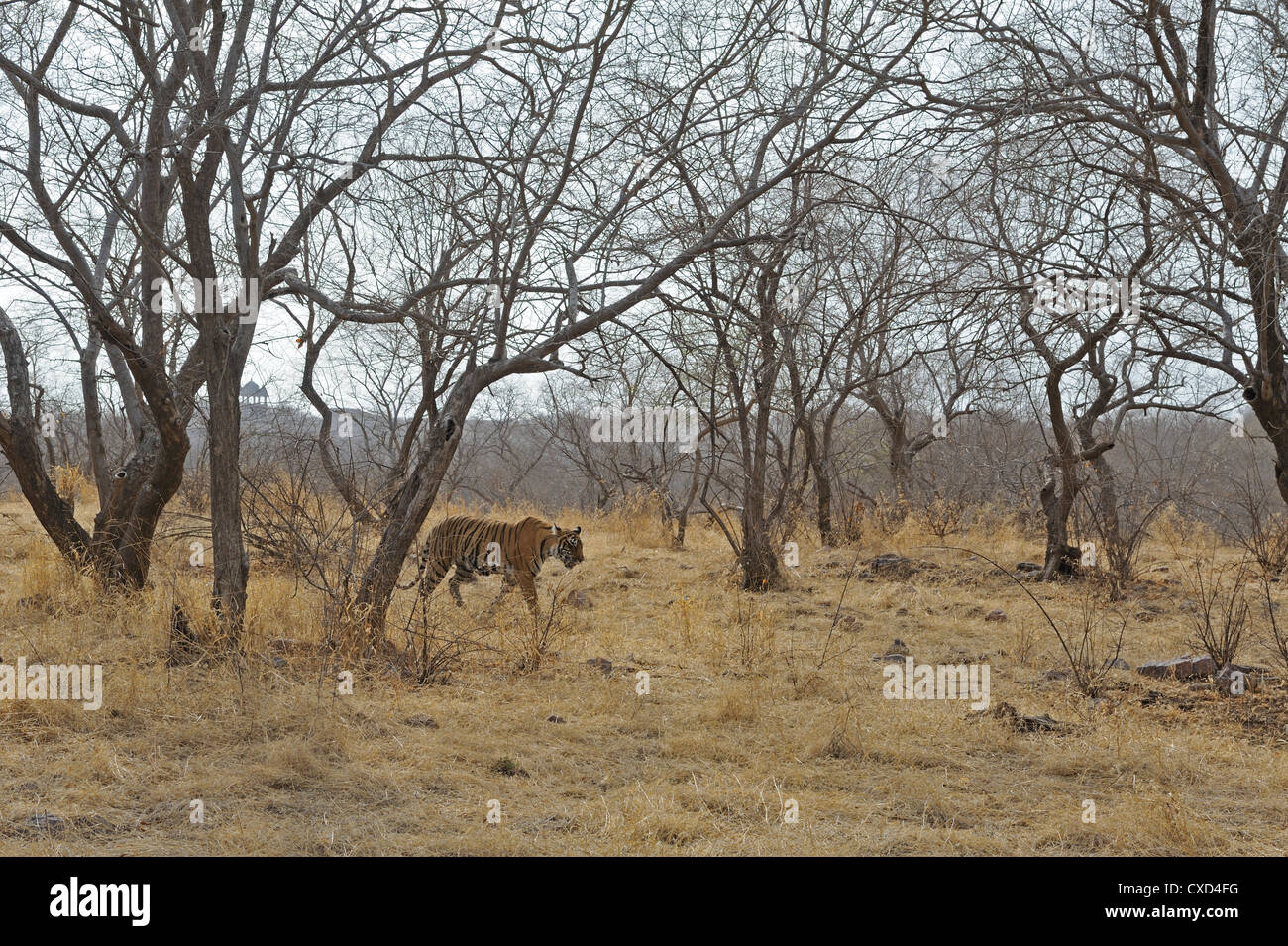 Wilde Tiger zu Fuß in die trockenen Laubwäldern des Ranthambhore National park Stockfoto
