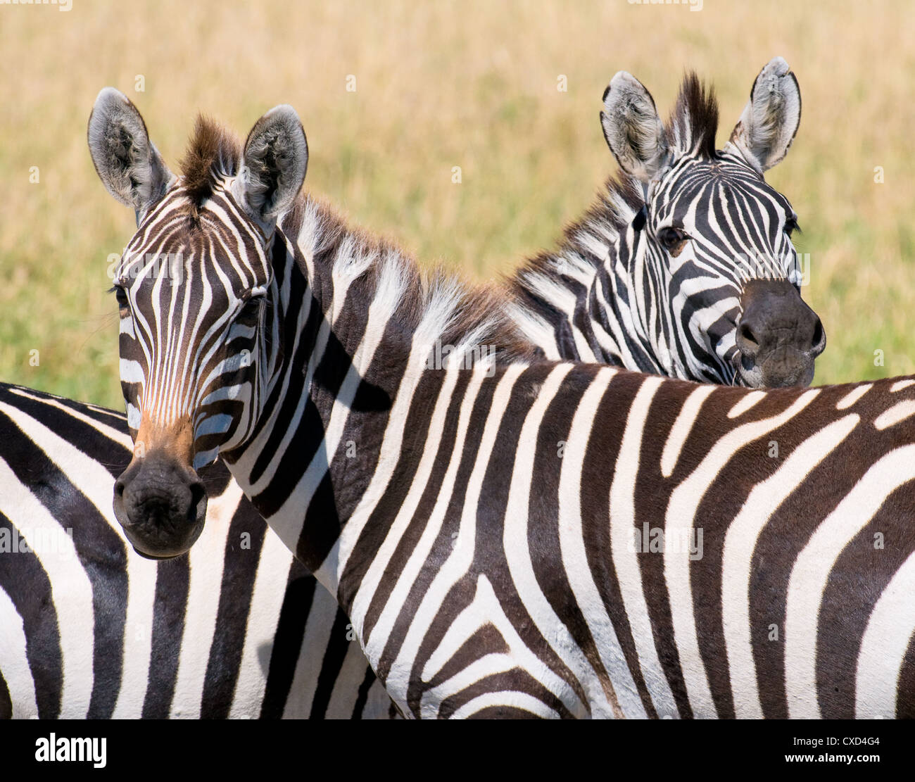 zwei Zebras, Masai Mara, Kenia Stockfoto