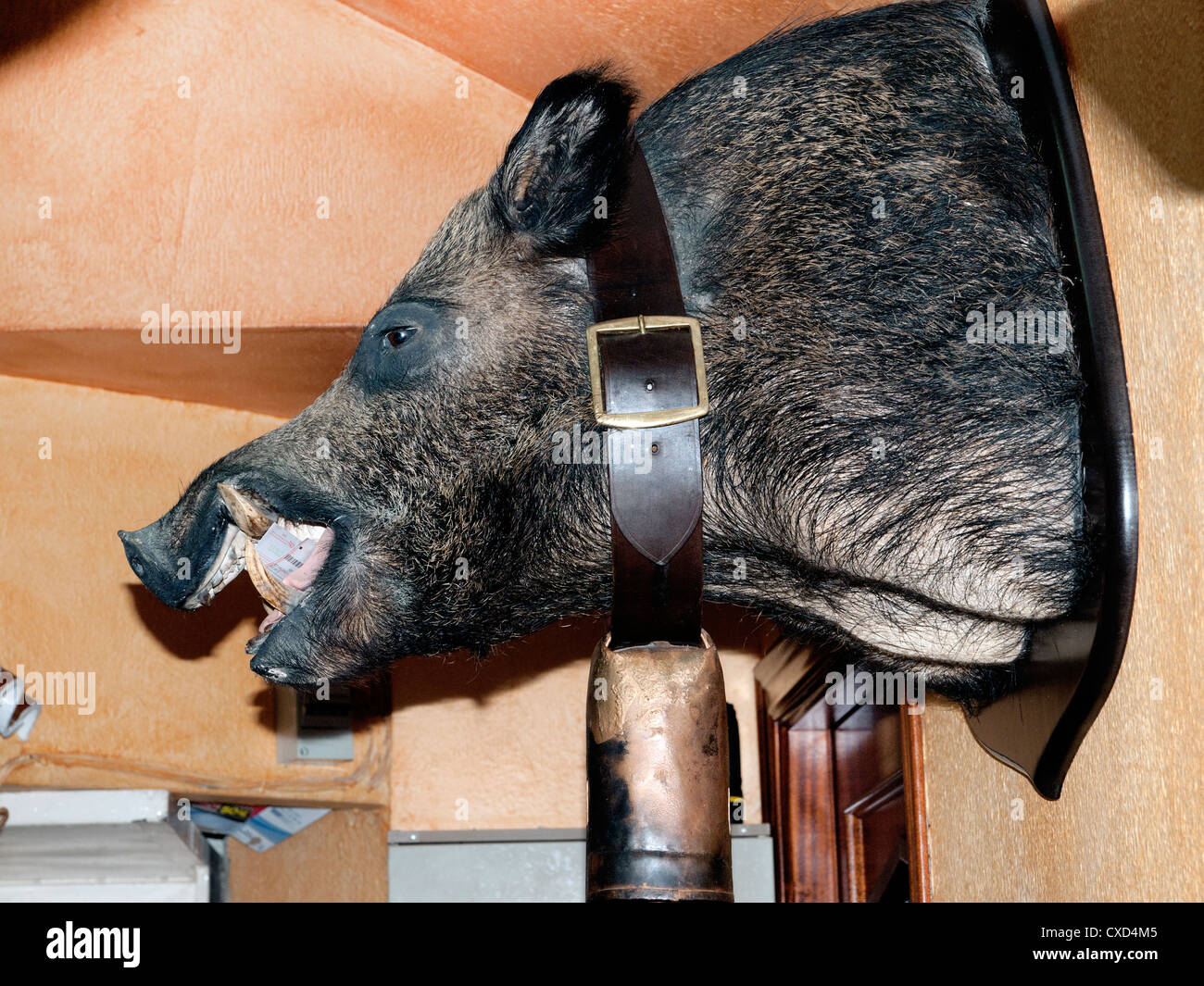 Der ausgestopfte Kopf des Wildschweins, an einer Wand Restaurant in Andalusien, Spanien. Stockfoto