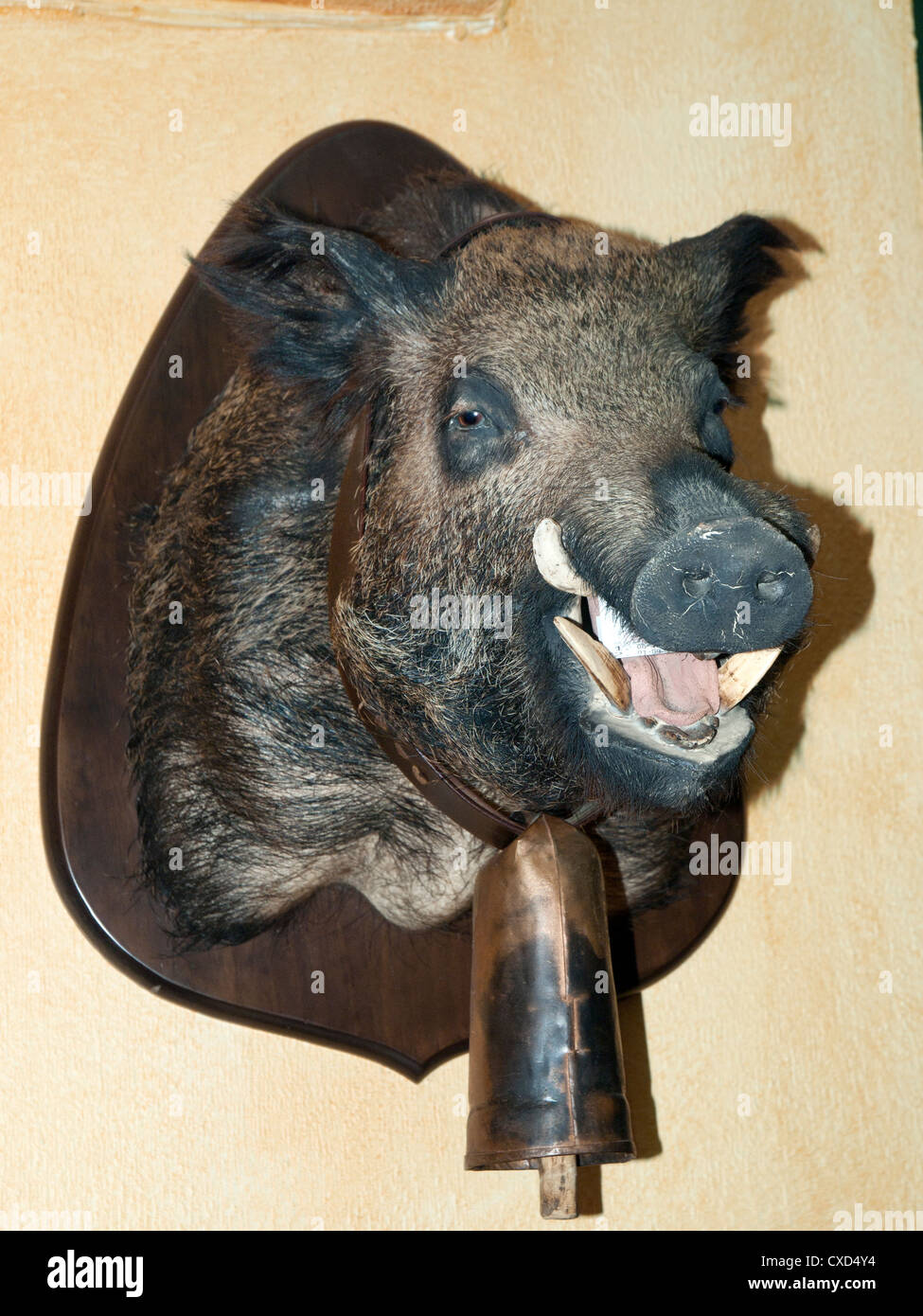 Der ausgestopfte Kopf des Wildschweins, an einer Wand Restaurant in Andalusien, Spanien. Stockfoto