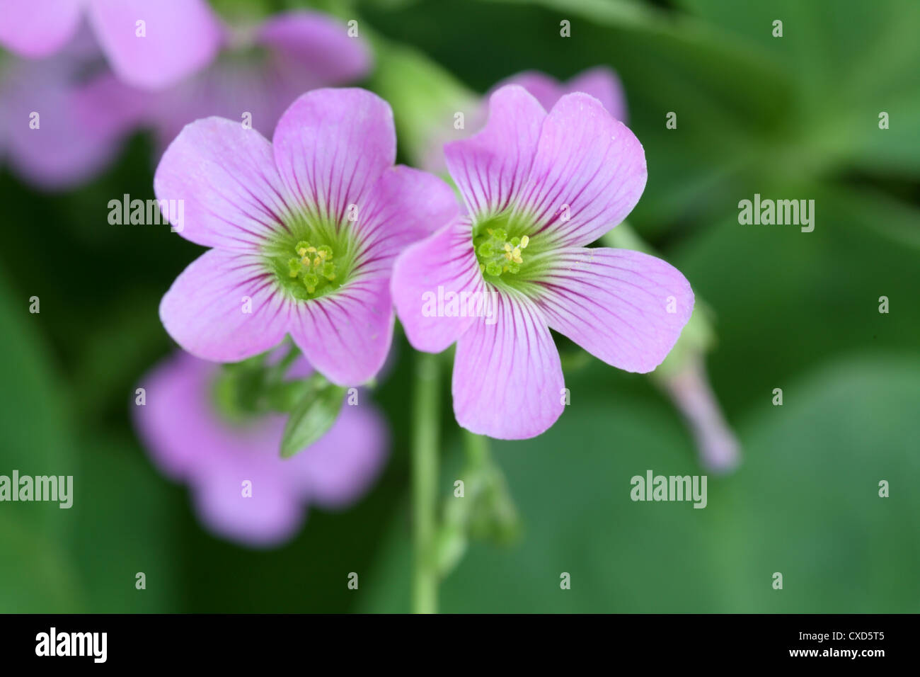 Klee-Blumen blühen Stockfoto